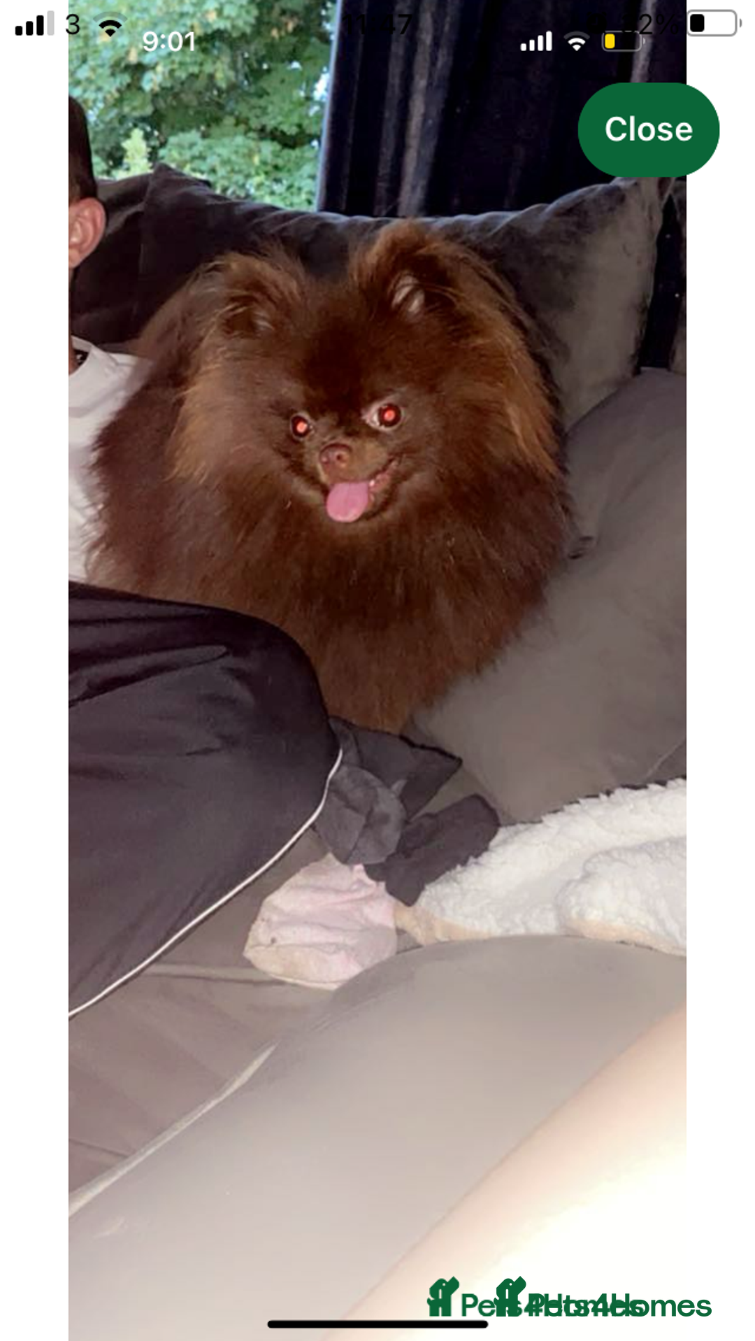 Pomsky dogs for sale: Four gorgeous pomskys - Image 8