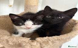 Ragdoll cats for sale: Ragdoll kitten - Advert 1