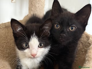 Ragdoll cats Ragdoll kitten - Advert 10