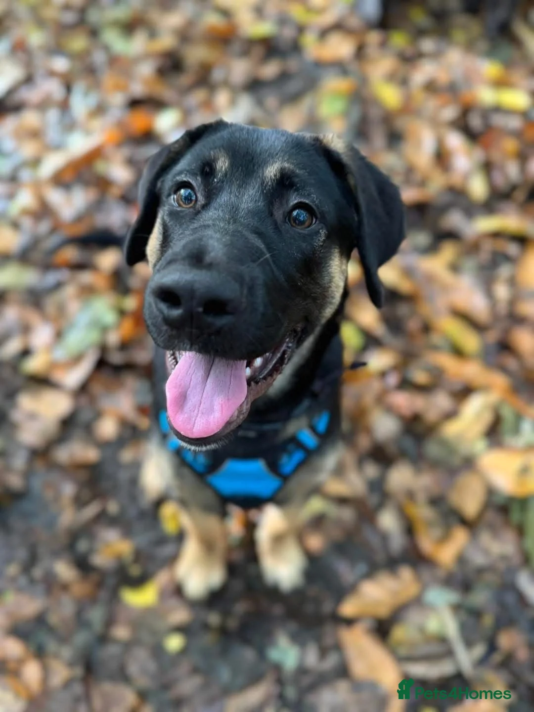 Mixed Breed dogs for sale: Louis  - Advert 3