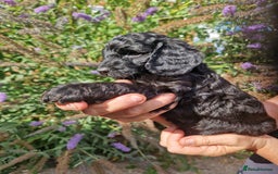 Cockapoo dogs for sale: EXCEPTIONAL HEALTH TESTED SHOW TYPE COCKAPOOS F1B - Image 34