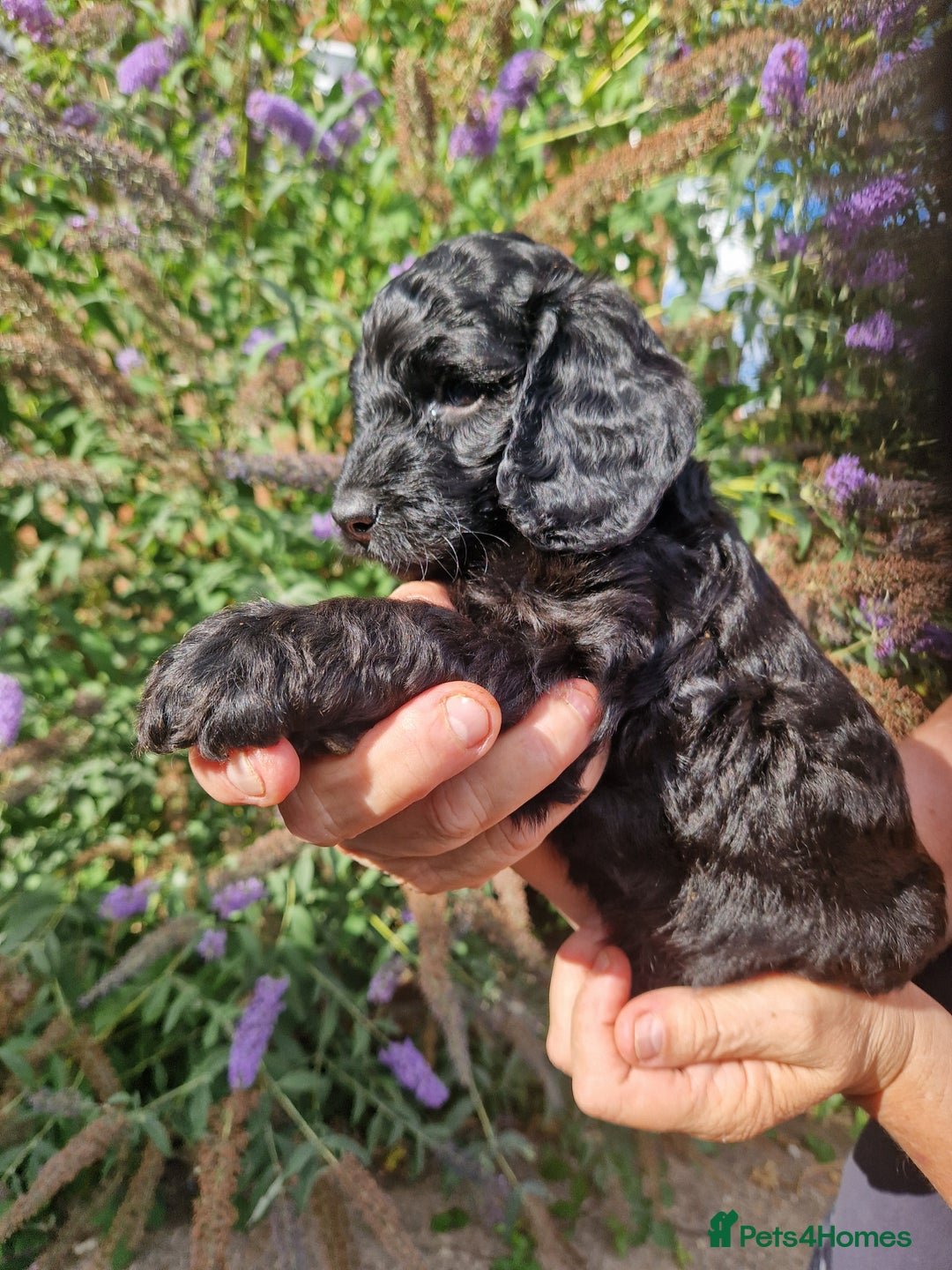 Cockapoo dogs for sale: EXCEPTIONAL HEALTH TESTED SHOW TYPE COCKAPOOS F1B - Image 34