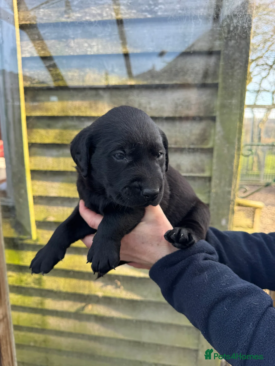 Labrador Retriever dogs for sale: Available Immediately! - Advert 6