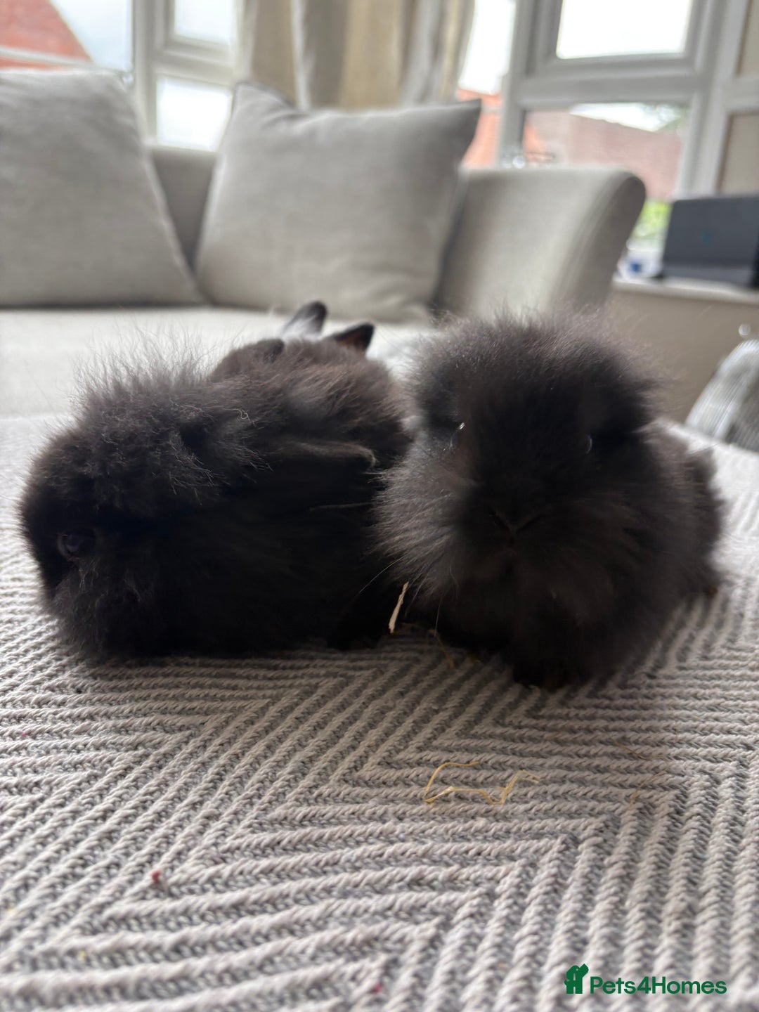Mini Lion Lop rabbits for sale: Cuteness overload!! Mini lion head bunnies  - Image 3