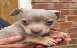 Jack Russell dogs for sale: Rare lilac and tan miniature jack russels  - Image 2