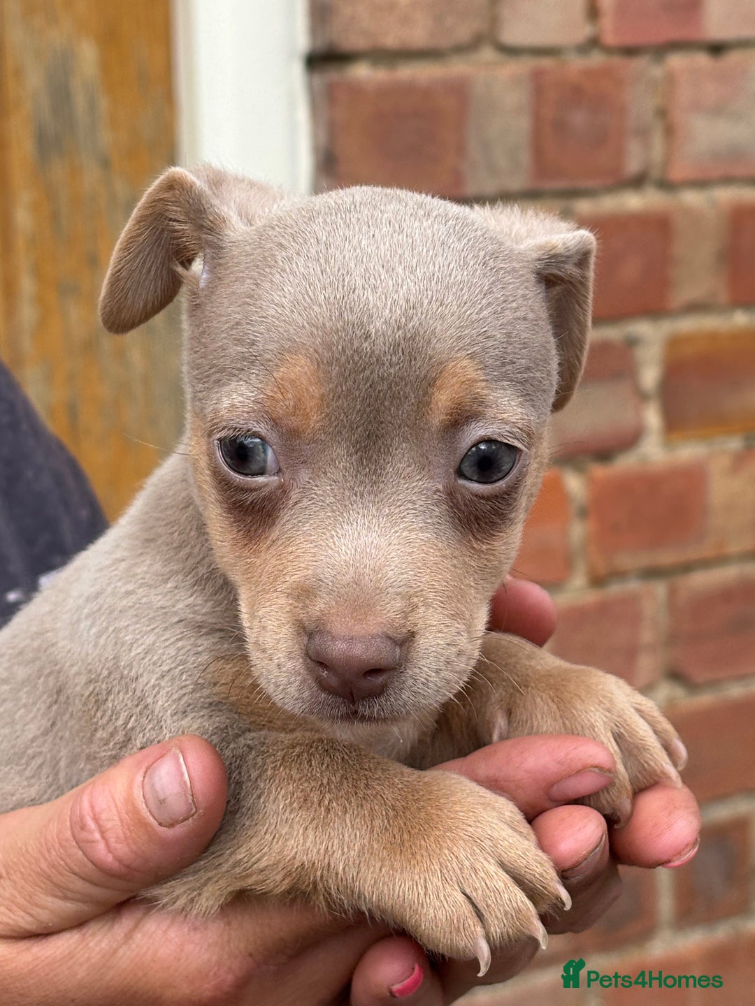 Jack Russell dogs for sale: Rare lilac and tan miniature jack russels  - Image 2
