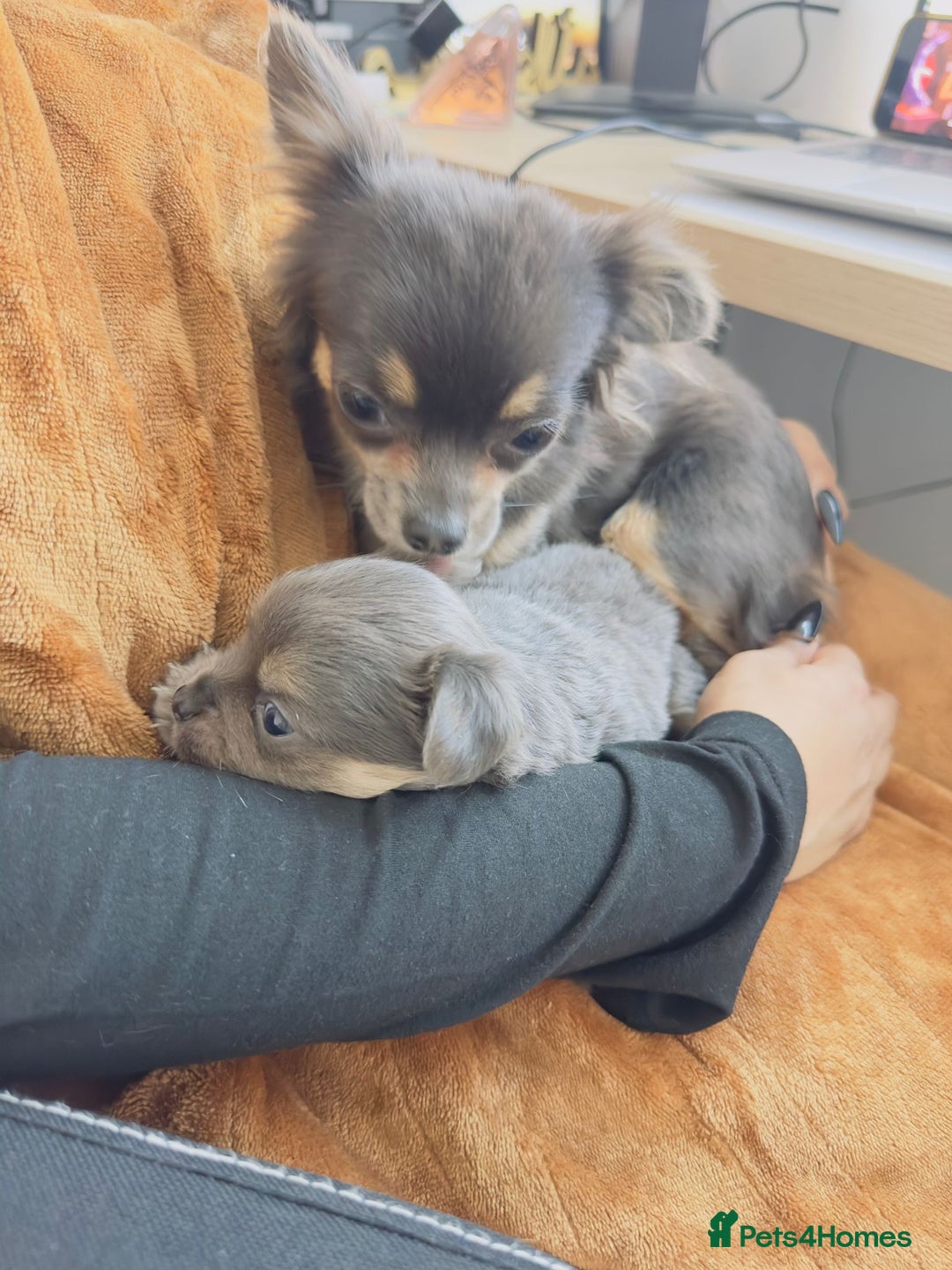 Chihuahua dogs for sale: Lilac Chihuahua - Rocky  - Advert 4