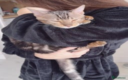 Bengal cats for sale: beautiful marble bengal - Advert 2