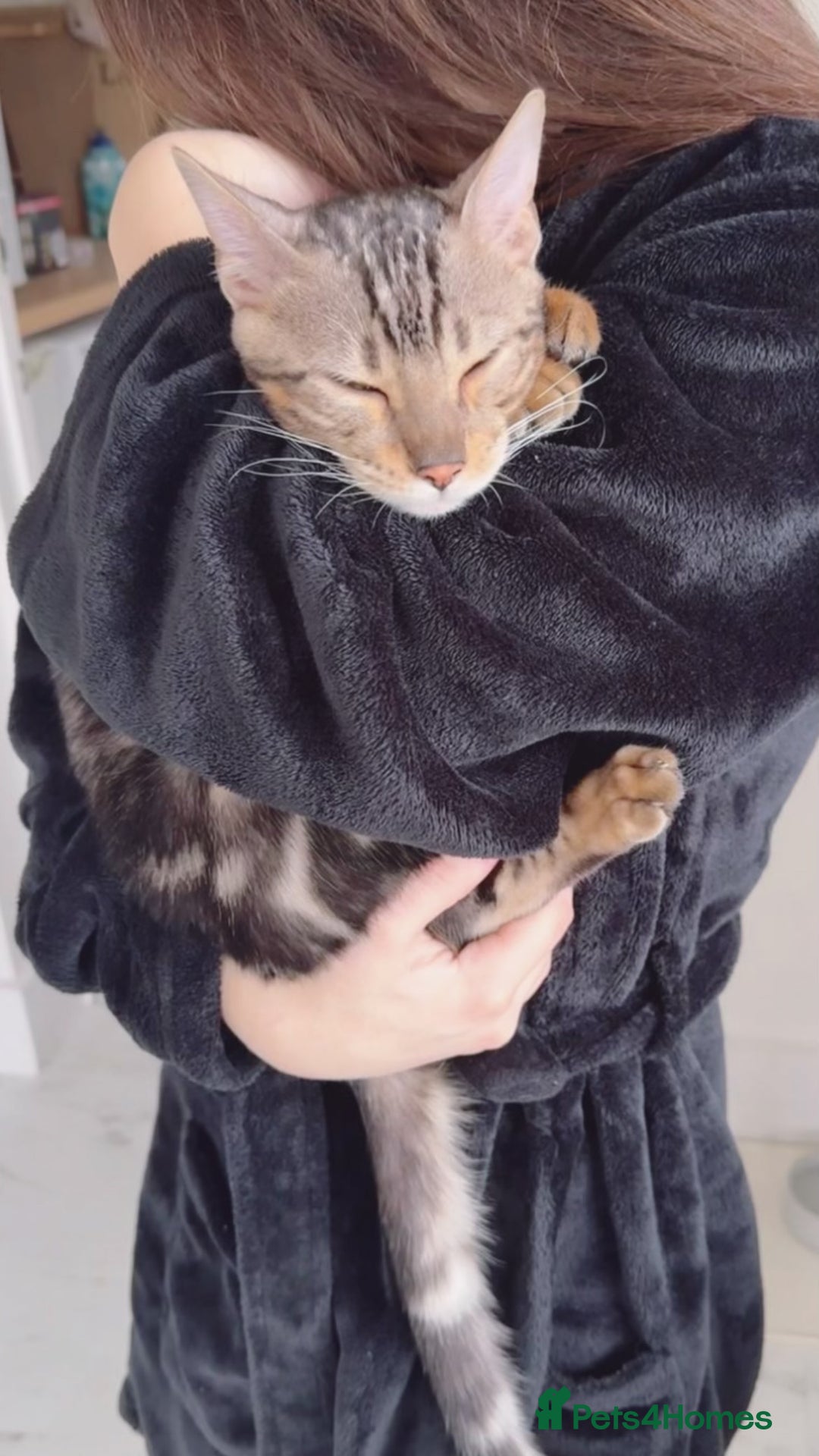 Bengal cats for sale: beautiful marble bengal - Advert 2