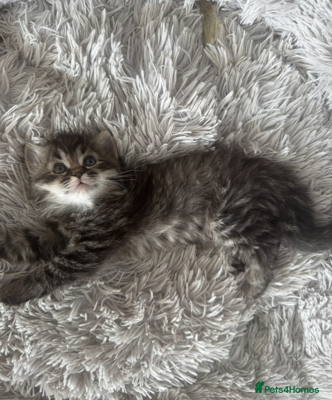 Mixed Breed cats for sale: Maine coon x ragdoll  - Image 8