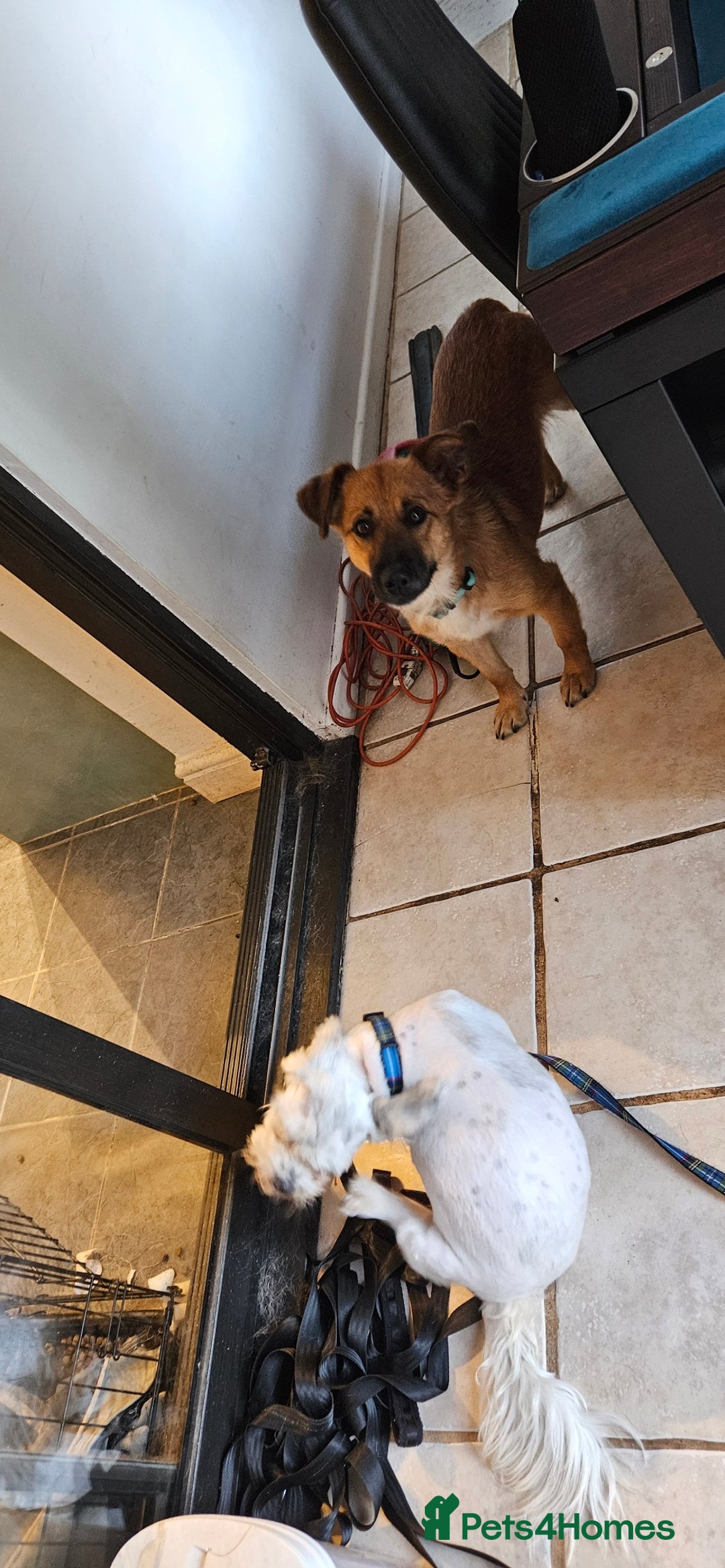 Mixed Breed dogs for adoption: Tiny Toby in Northampton - Image 10