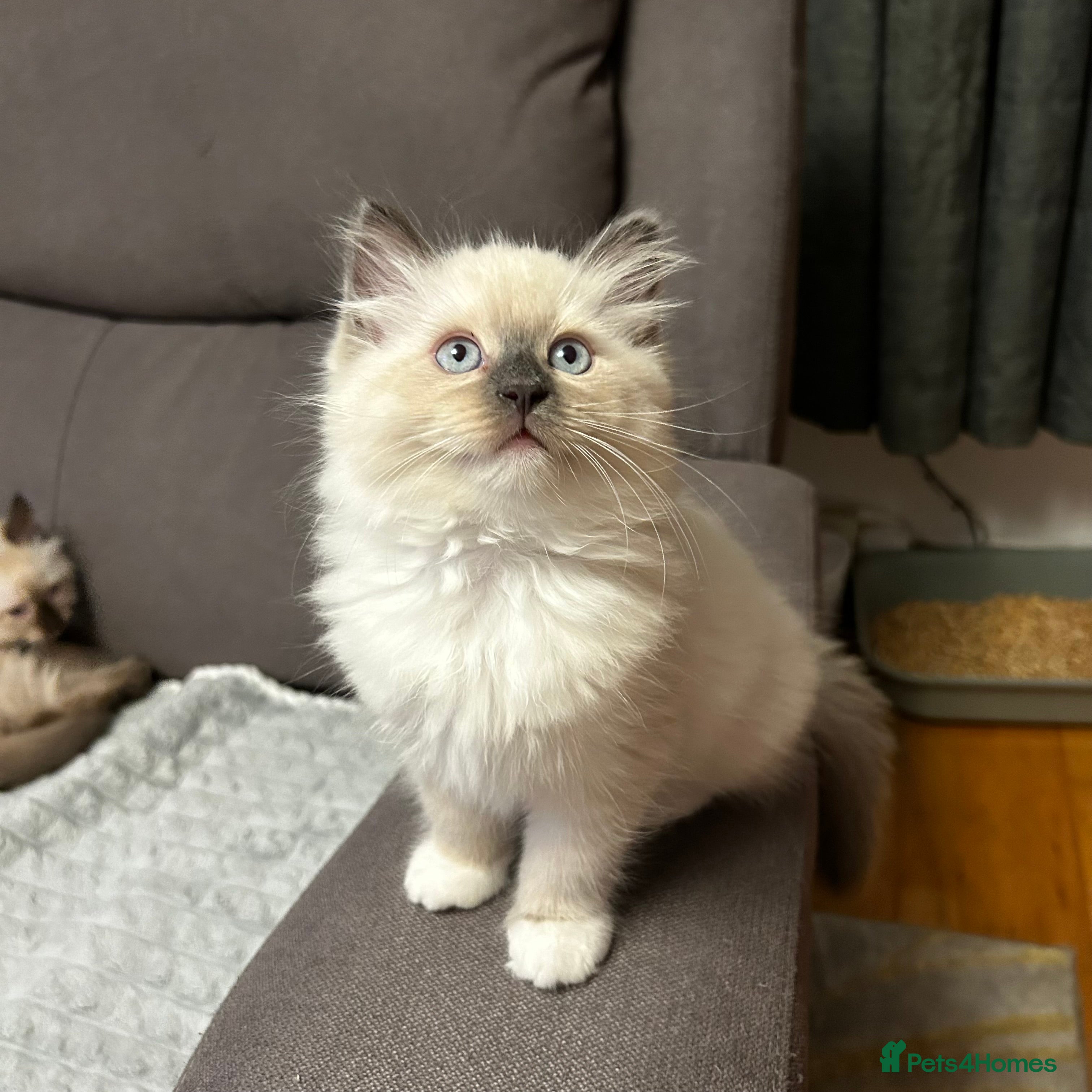 Ragdoll cats 😻Beautiful Purebred Ragdoll kittens 😻 - Advert 1