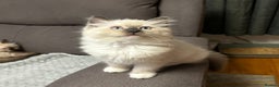 Ragdoll cats for sale: 😻Beautiful Purebred Ragdoll kittens 😻 - Advert 4