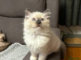 Ragdoll cats 😻Beautiful Purebred Ragdoll kittens 😻 - Advert 1