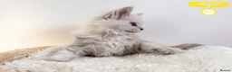 Maine Coon cats for sale: Stunning Maine Coon Kittens - Advert 35