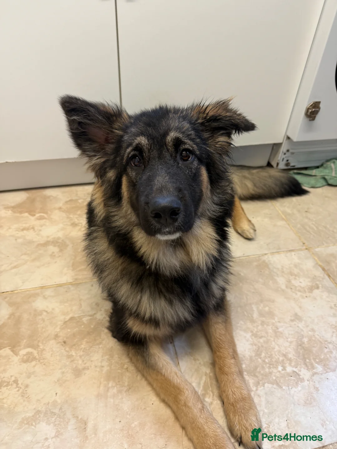 Mixed Breed dogs for sale: Beautiful malanois x german shepherd puppies - Advert 40