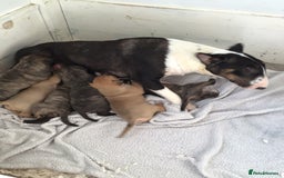 English Bull Terrier dogs for sale: Kcregd English bull terrier puppies  - Image 5