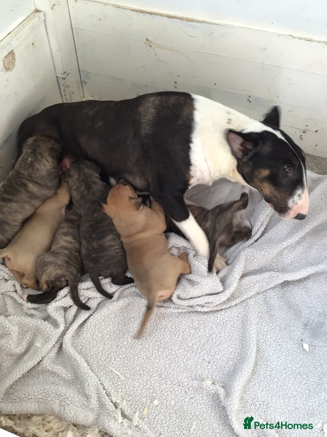 English Bull Terrier dogs for sale: Kcregd English bull terrier puppies  - Image 5