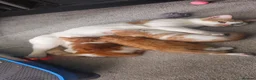 Domestic Shorthair cats for sale: Ginger kittens for sale - Advert 21