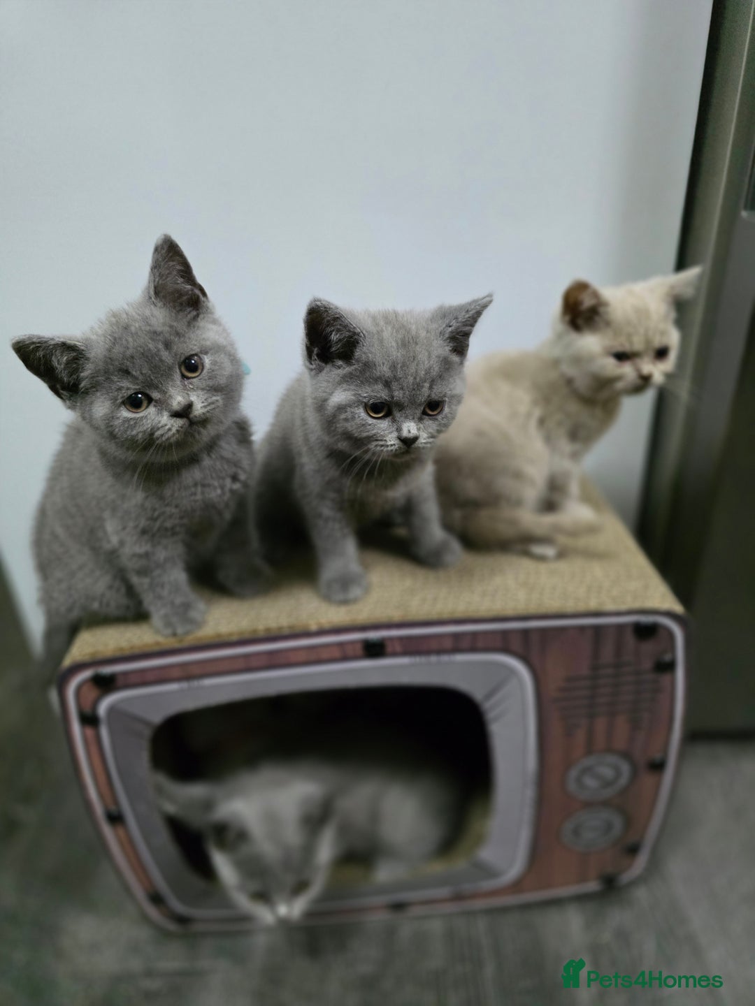 British Shorthair cats for sale: Beautiful British shorthair kittens - Image 13
