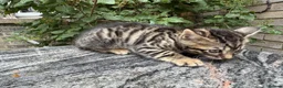 Bengal cats for sale: Bengal x Maine Coon Cross Kittens  - Advert 7