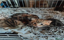 Savannah cats for sale: Savannah x Maine coon - Image 7