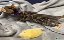 Bengal cats for sale: Amazing brown rosetted Bengal girl kittens - Image 10
