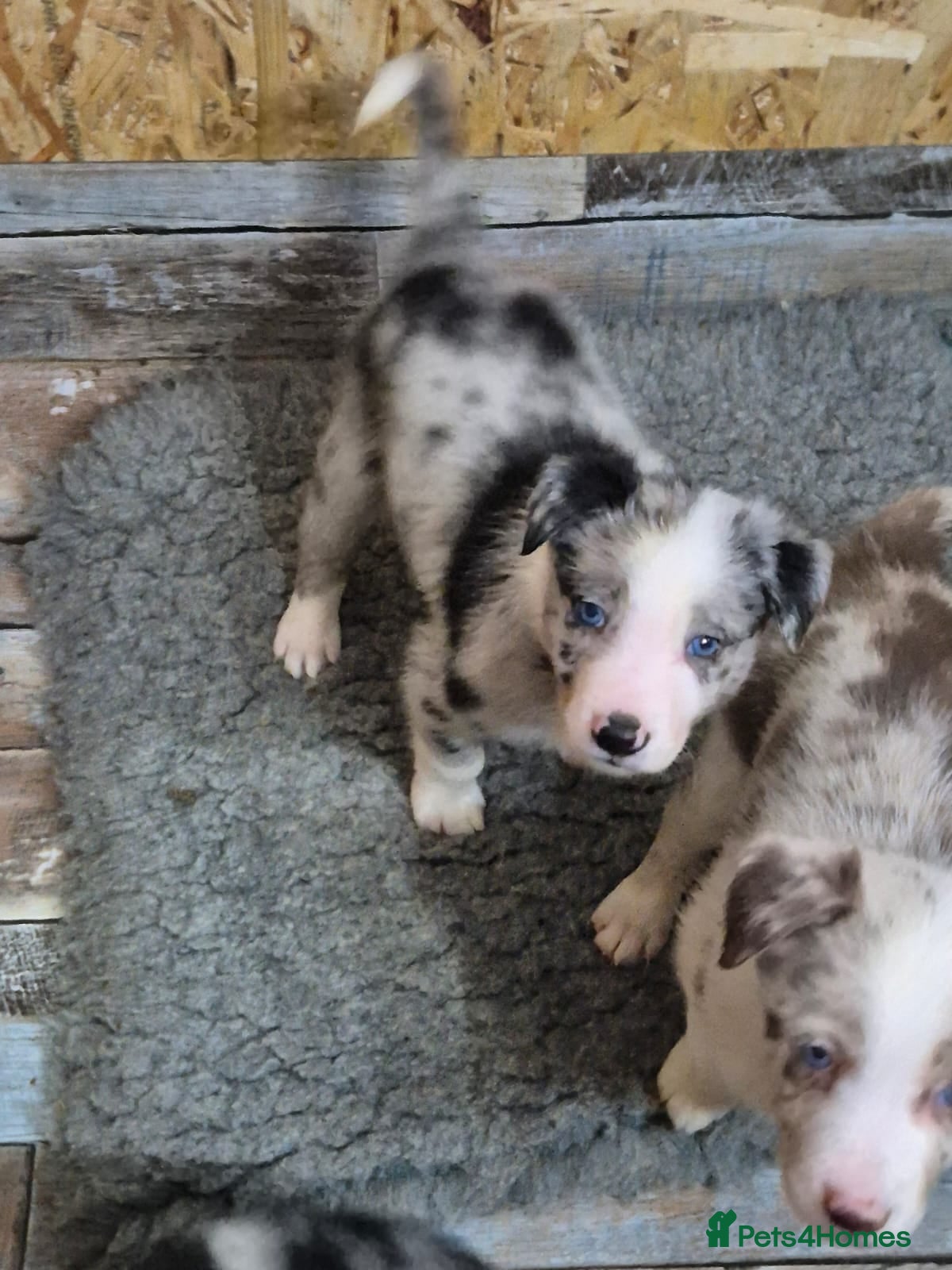 Border Collie dogs 9 week old male border collie  - Advert 5