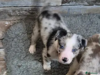Border Collie dogs 9 week old male border collie - Advert 5