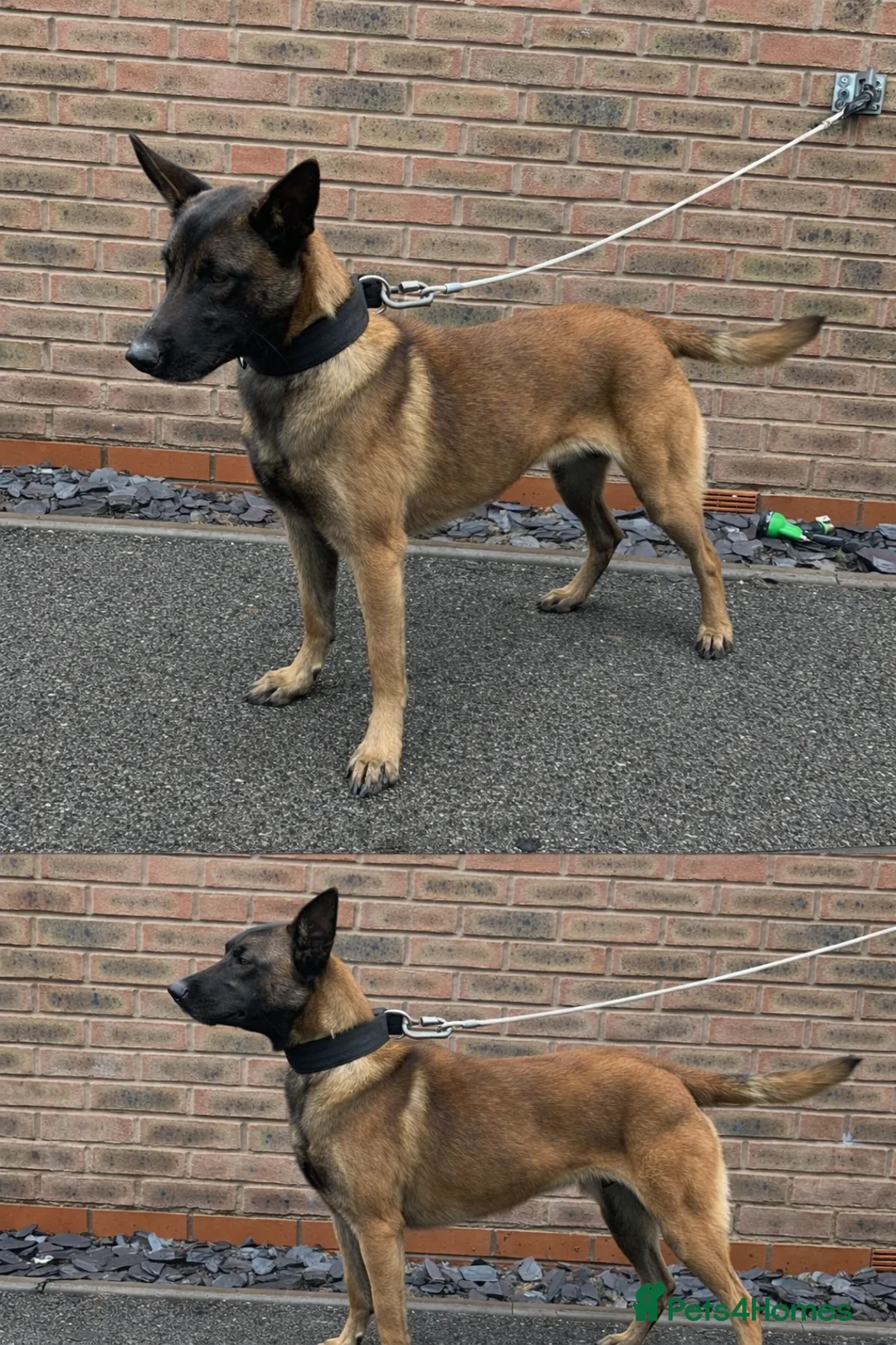 Belgian Shepherd Dog dogs for sale: Dutch Herder Agro Vom Harper - Advert 1