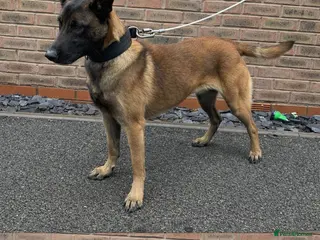 Belgian Shepherd Dog dogs Dutch Herder Agro Vom Harper - Advert 8