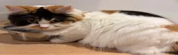 Persian cats for sale: Beautiful Calico Persian, female  in Northolt - Advert 3