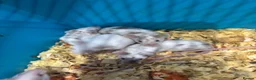 Mouse rodents for sale: Male and female fancy mice  - Advert 6