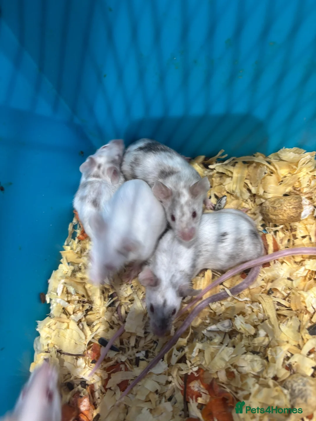 Mouse rodents for sale: Male and female fancy mice  - Advert 6