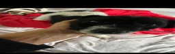 Jack Russell dogs for sale: Outstanding Jackrussle pups  in Caerphilly - Advert 17