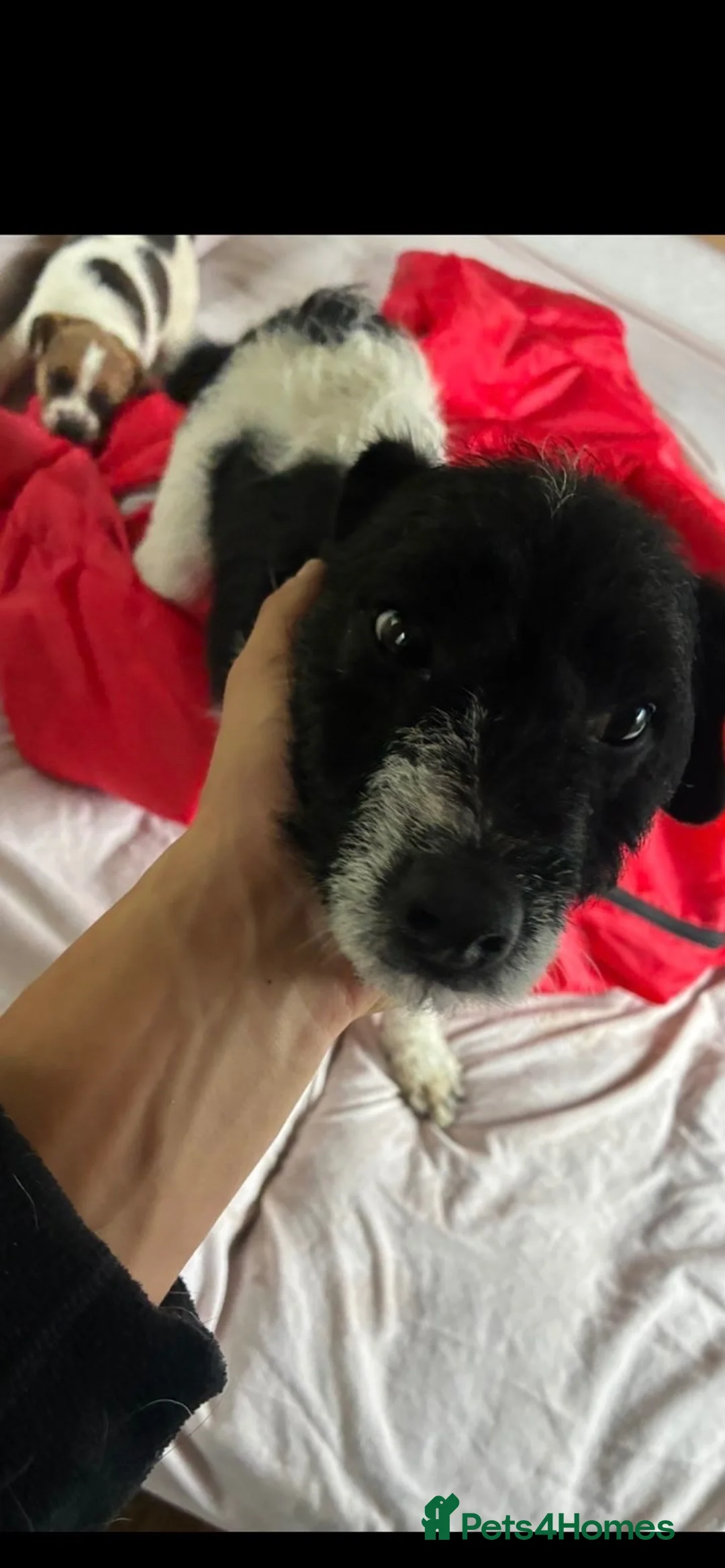 Jack Russell dogs for sale: Outstanding Jackrussle pups  in Caerphilly - Advert 17