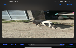 Border Collie dogs for sale: Sheep dog - Image 3