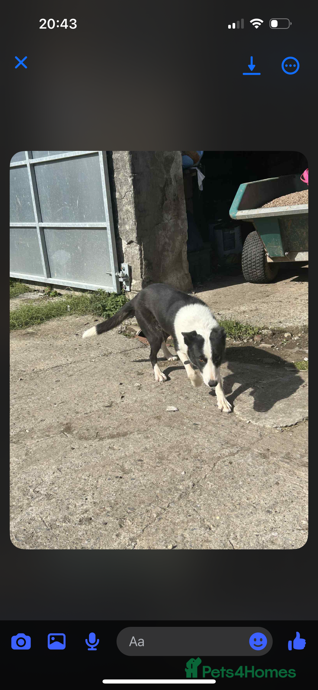 Border Collie dogs for sale: Sheep dog - Image 3