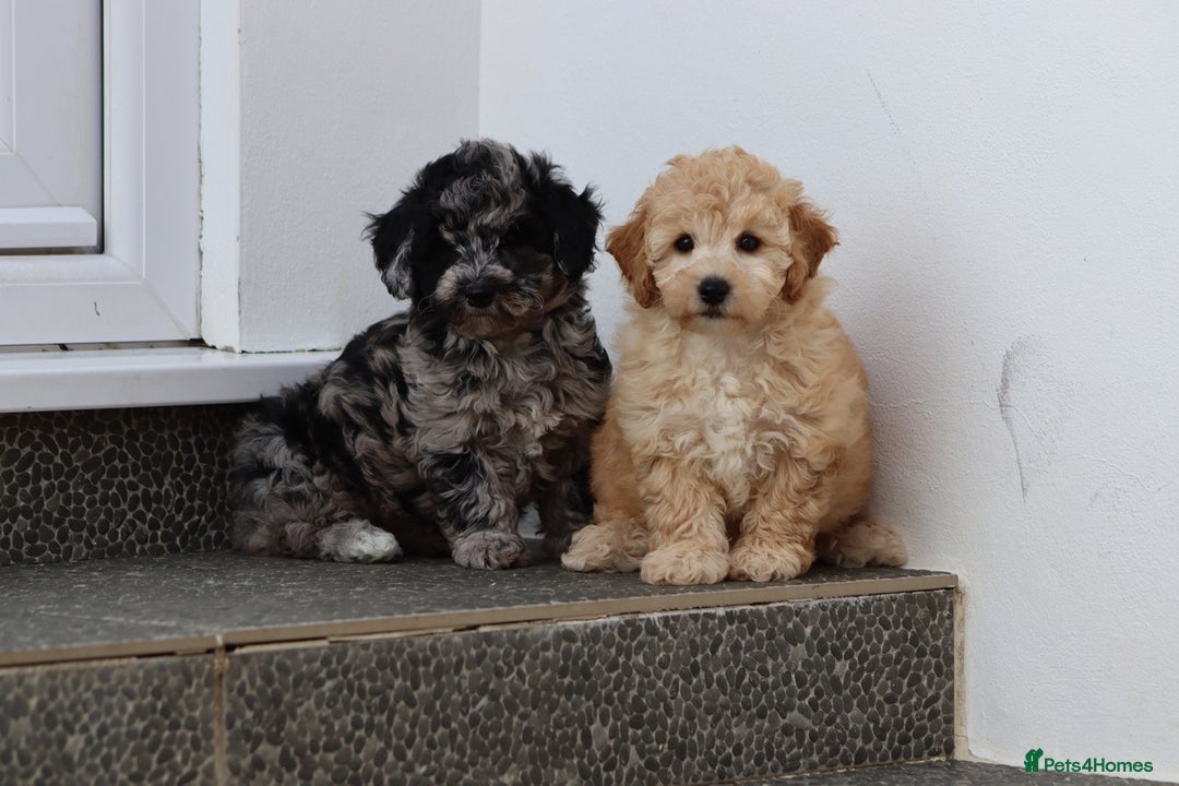 Poochon dogs for sale: F1 Poochon puppies For Sale  - Image 3