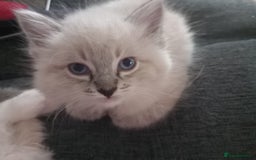 Ragdoll cats for sale: Ragdoll - Image 8