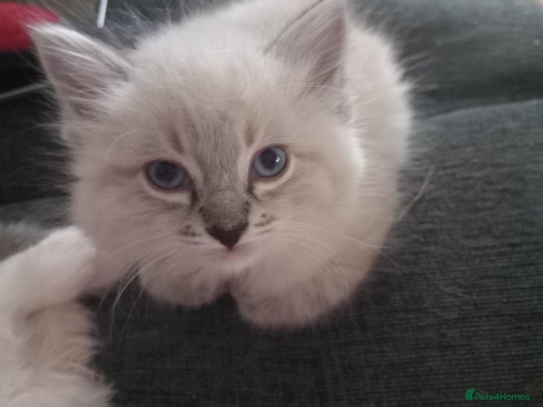 Ragdoll cats for sale: Ragdoll - Image 8