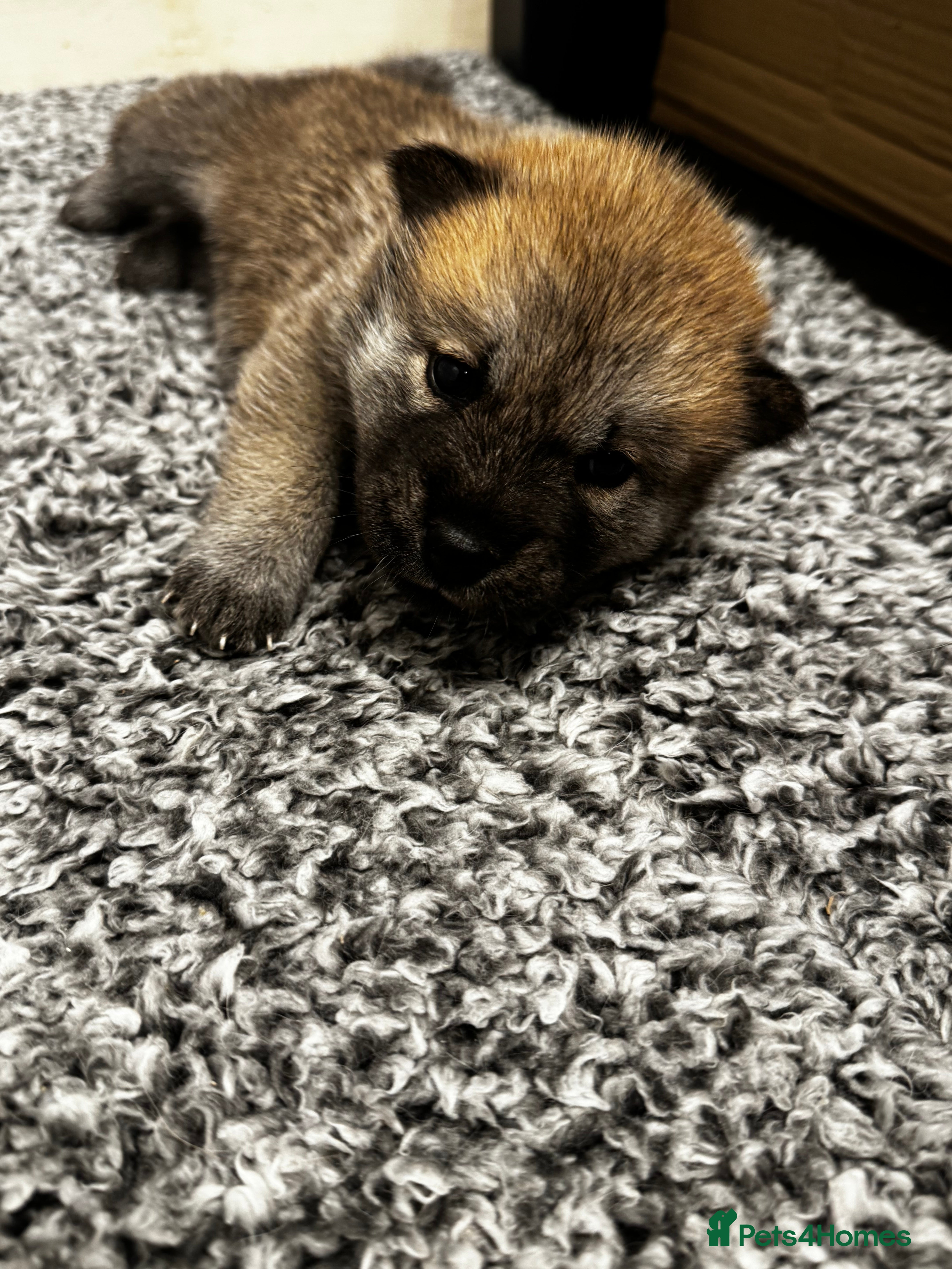 Mixed Breed dogs Chowski puppies for sale  - Advert 1