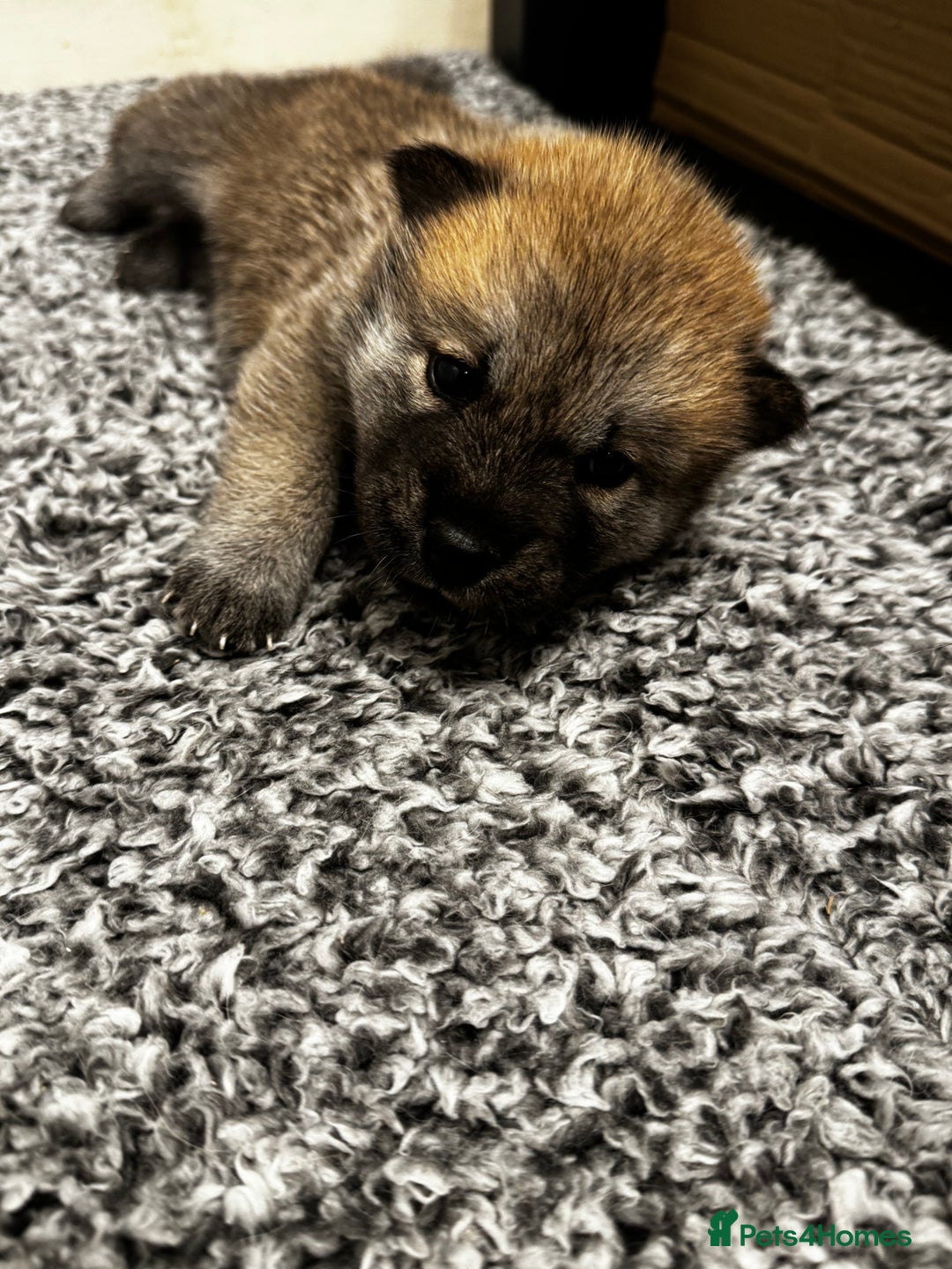 Mixed Breed dogs for sale: Chowski puppies for sale  - Advert 1