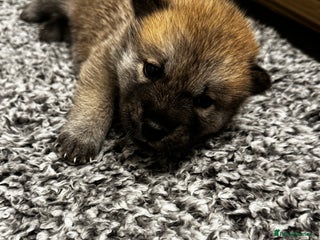 Mixed Breed dogs Chowski puppies for sale - Advert 1