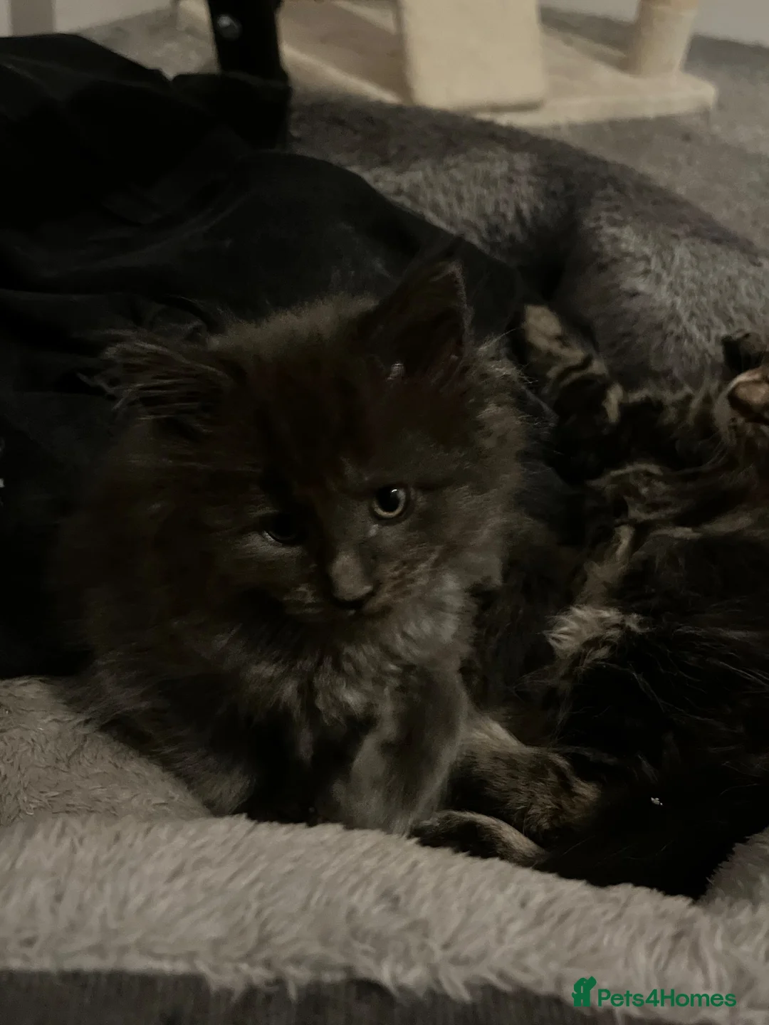 Maine Coon cats for sale: Pedigree Maine coons - Advert 2