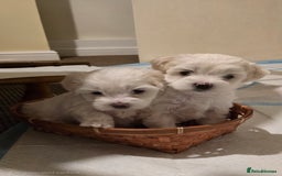 Bichon Frise dogs for sale: Beautiful Bichon Maltese puppies - Image 3