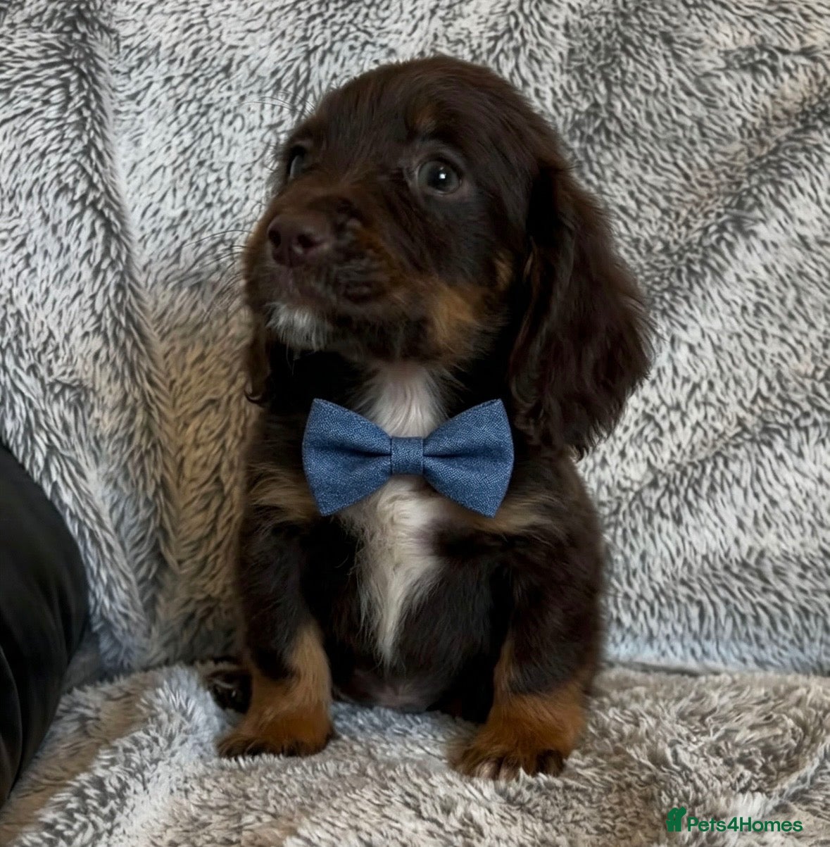 Cocker Spaniel dogs Cocker spaniel puppies for sale  - Advert 6
