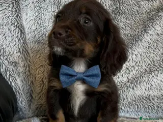 Cocker Spaniel dogs Cocker spaniel puppies for sale - Advert 6