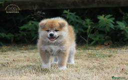 Japanese Akita Inu dogs for sale: ♥OUR PUPPIES ARRIVED♥ in Builth Wells - Image 27