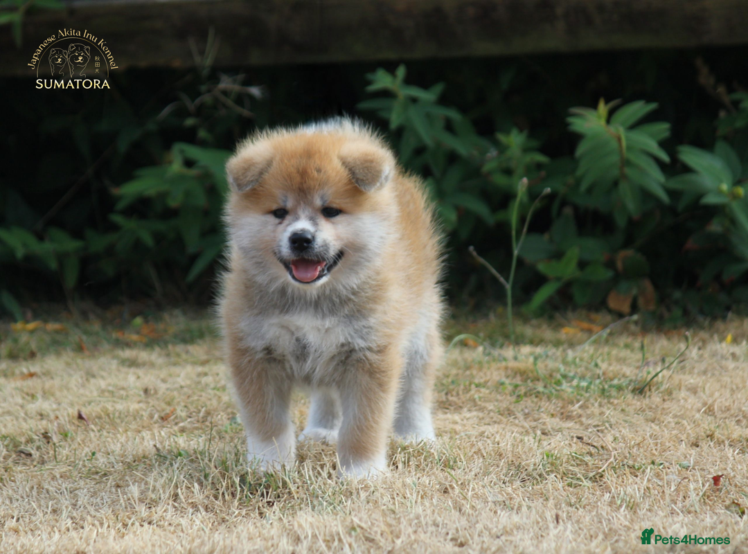 Japanese Akita Inu dogs for sale: ♥OUR PUPPIES ARRIVED♥ in Builth Wells - Image 27